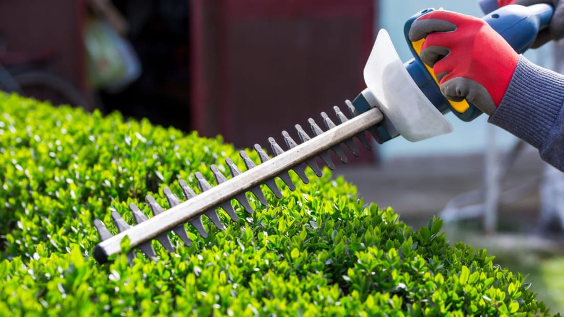 Hedge trimmer shaping a green shrub during a Wichita bush trimming job