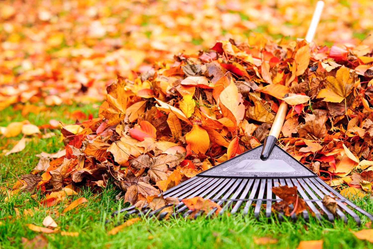 Pile of autumn leaves with a rake during a Wichita yard cleanup