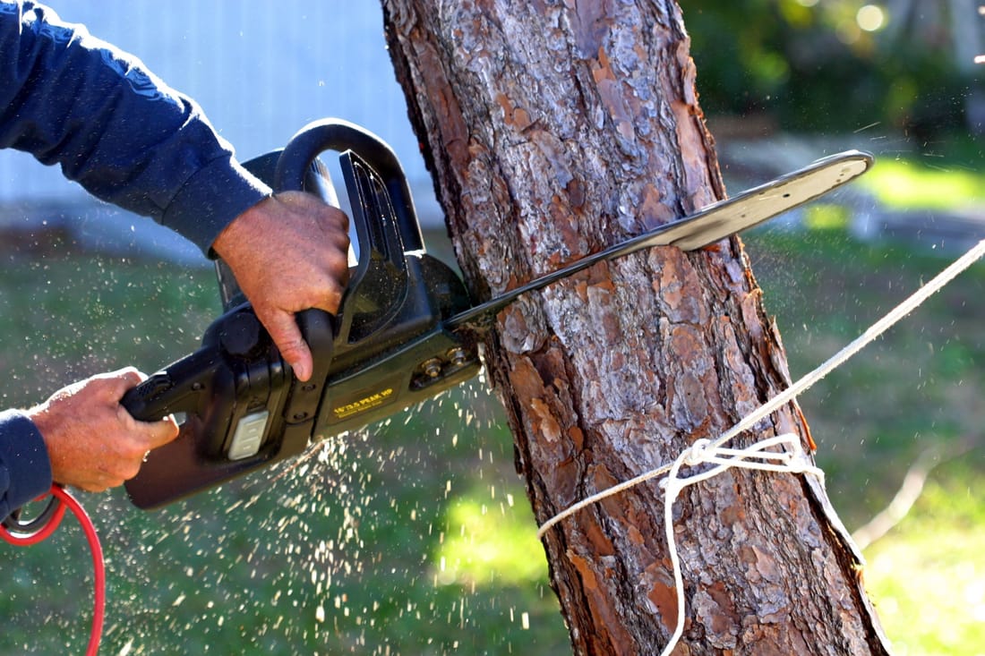 Chainsaw cutting through a tree trunk during a Wichita tree removal