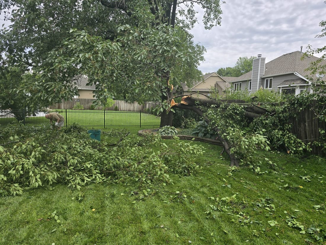 Storm-damaged tree fallen in a Wichita residential backyard