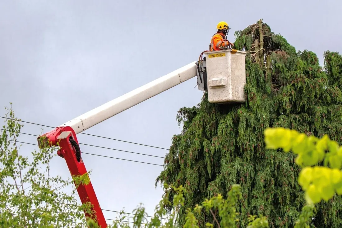 Arborist trimming a tree in Wichita Kansas